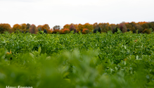 1-LateAlfalfa_web