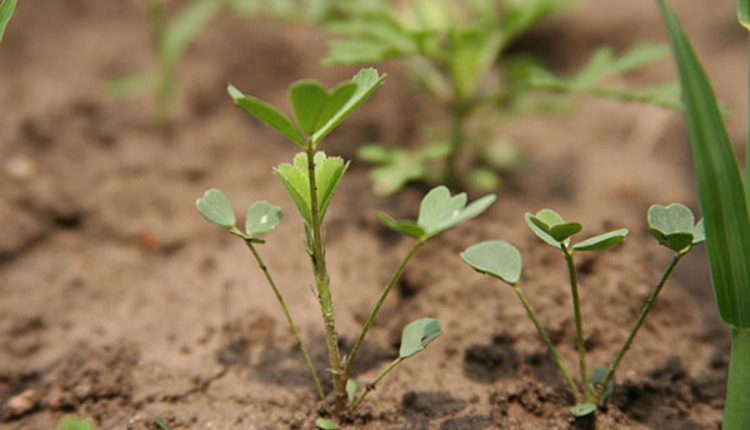 the-downside-of-seeding-alfalfa-too-early