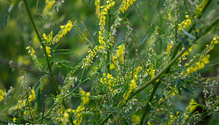 1_Sweetclover_web