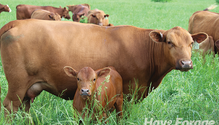 24-Spring-Calving(1)