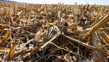 3-Cornstalks_Web