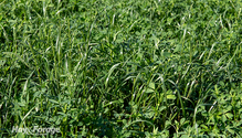 3-MixedStands_web