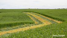 3-Triticale_Web
