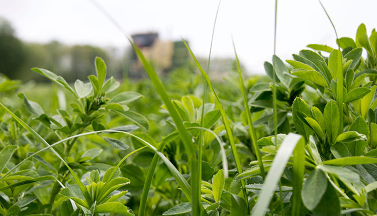 Alfalfa Also Keys Your Grass Harvest Hay And Forage Magazine