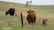 3BurnedPastures_ph