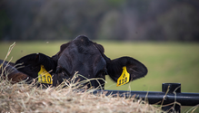 1-HayBeef_web