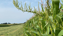 1-WeedsAlfalfa_Web