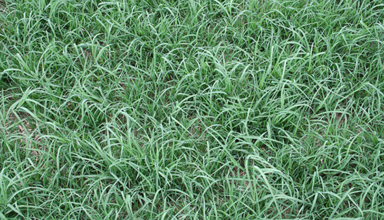 Top reasons for bermudagrass decline | Hay and Forage Magazine