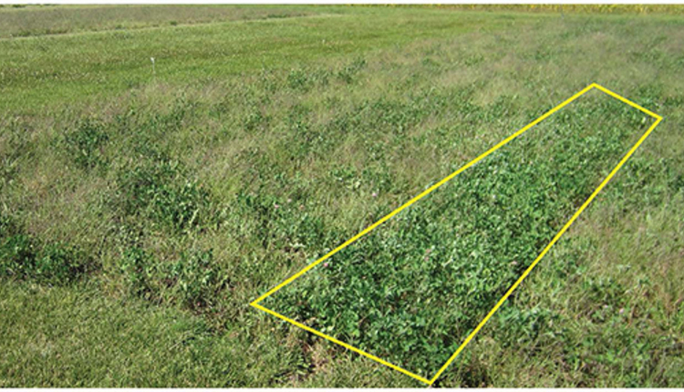 1603_HF-19-red-clover-plot