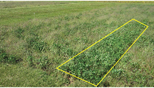 1603_HF-19-red-clover-plot