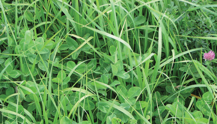 Applying manure impacts pasture yield, composition | Hay and Forage ...