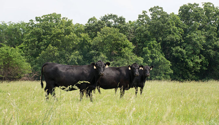 Thinking of renovating toxic fescue pastures in 2017? Beneficial ...