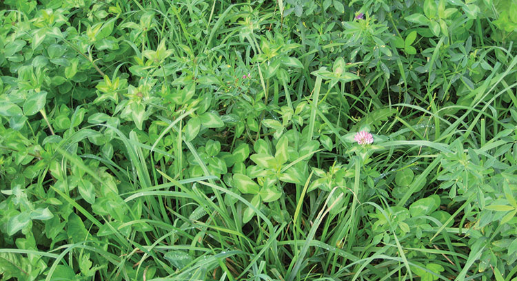 Improved legume species and varieties have the most impact on a pasture ...