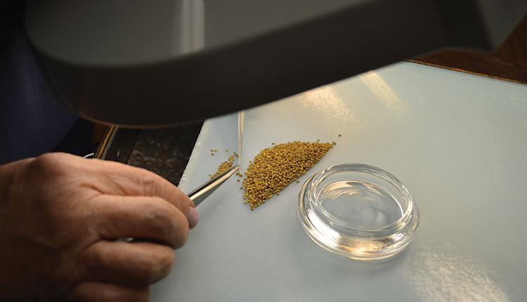 A registered seed technologist performs a purity analysis on a clean ...