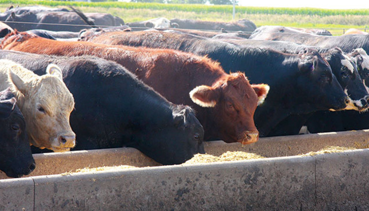 Take Another Look At Silage For Finishing Cattle Hay And Forage