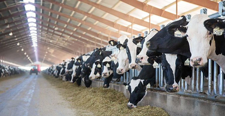 How Much Silage Does A Cow Eat Per Day - All About Cow Photos