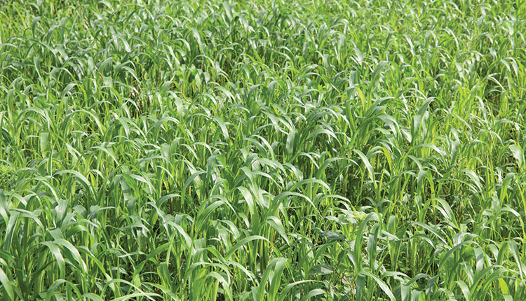 Capture energy per acre with alternative forages | Hay and Forage Magazine