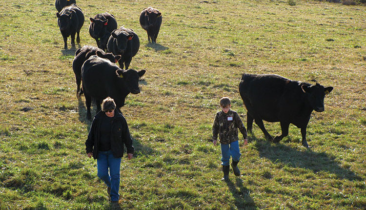 1803_HFG_35_boys-pasture