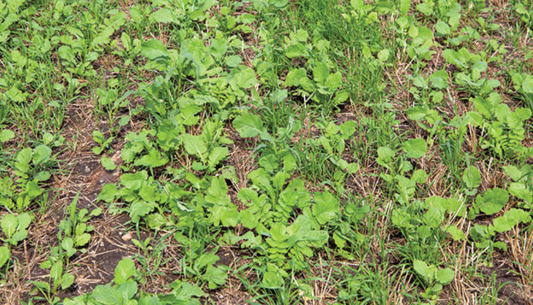 1904_HFG_41-young-alfalfa