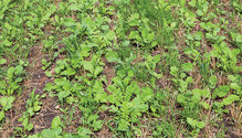 1904_HFG_41-young-alfalfa