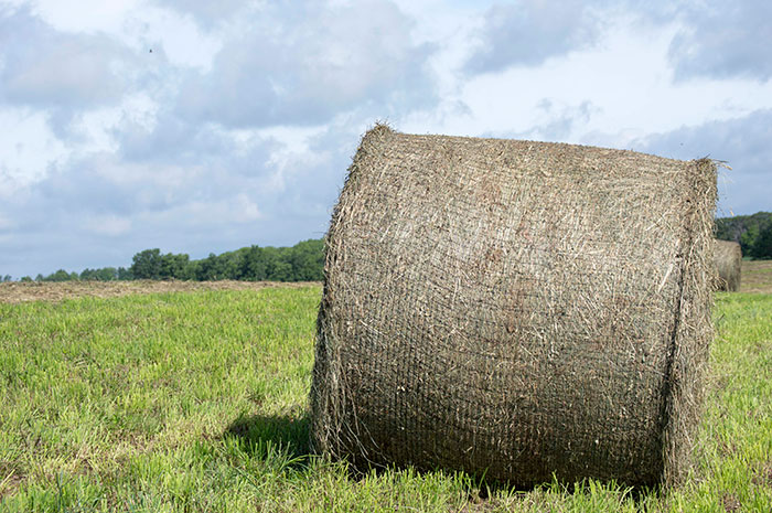 Weighing In On Bale Weights Hay And Forage Magazine