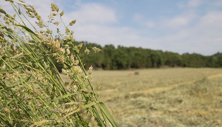 The oddities of orchardgrass | Hay and Forage Magazine