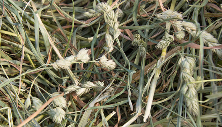 Orchardgrass observations | Hay and Forage Magazine