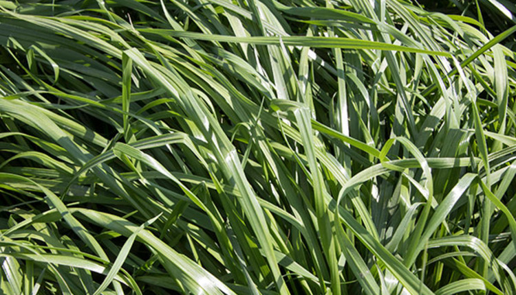 Ryegrass Anchors Southern Grazing Systems Hay And Forage Magazine 0742