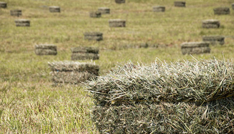 A new day for small square bales