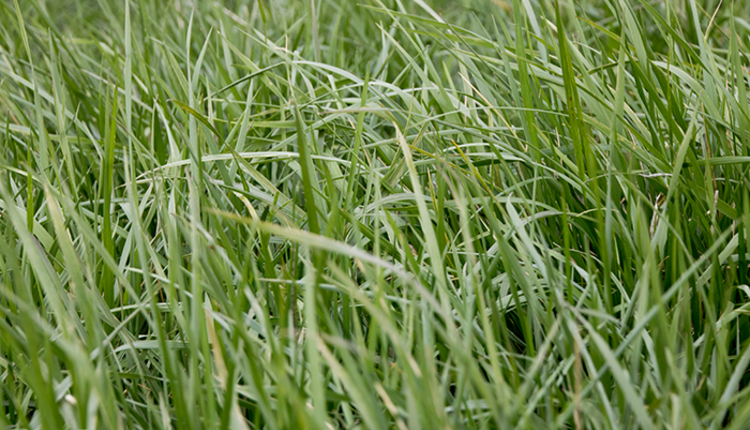2-Fescue_web