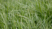 2-Fescue_web