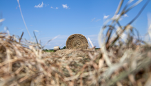 2-PoorHay_Web