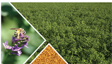 2026_Alfalfa_Variety_CoverWebArticle