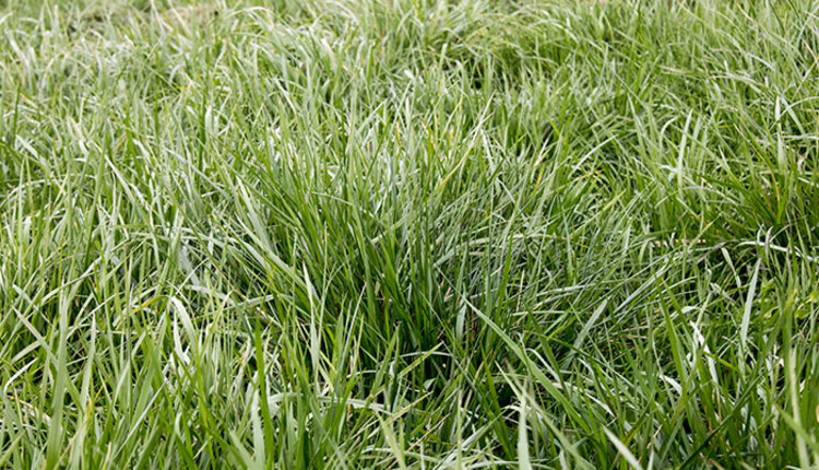 Don’t miss this fescue opportunity | Hay and Forage Magazine