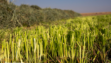 2GrassHay_web