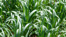 2Oats_Web