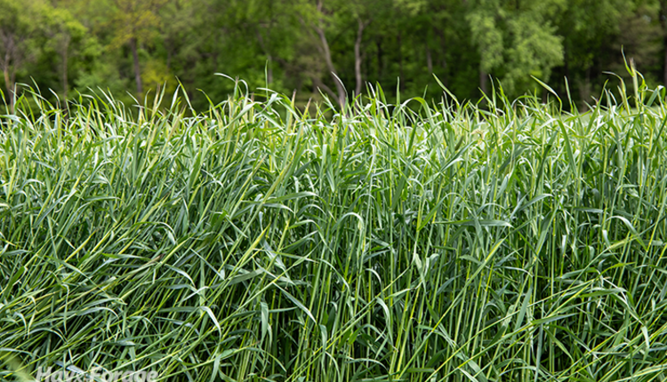 2Triticale_Web