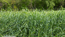 2Triticale_Web