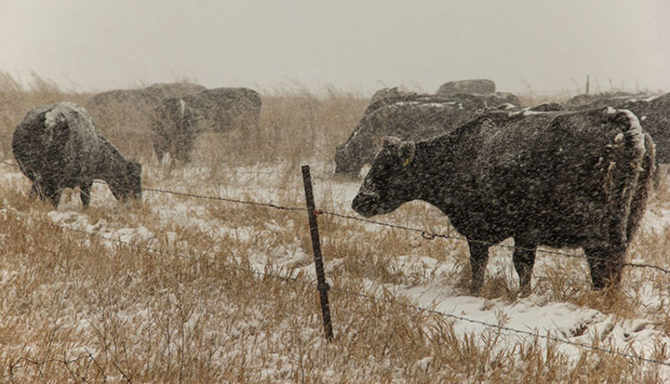 Cattle need attention during winter storms | Hay and Forage Magazine