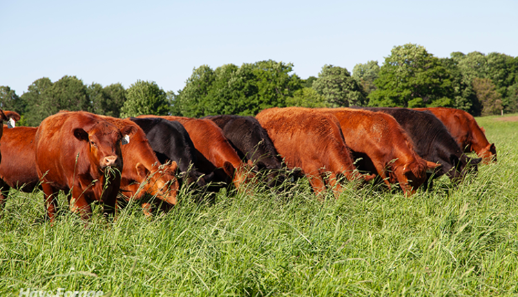 2_PastureWin_web