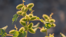 2_Weeds_iStock_web