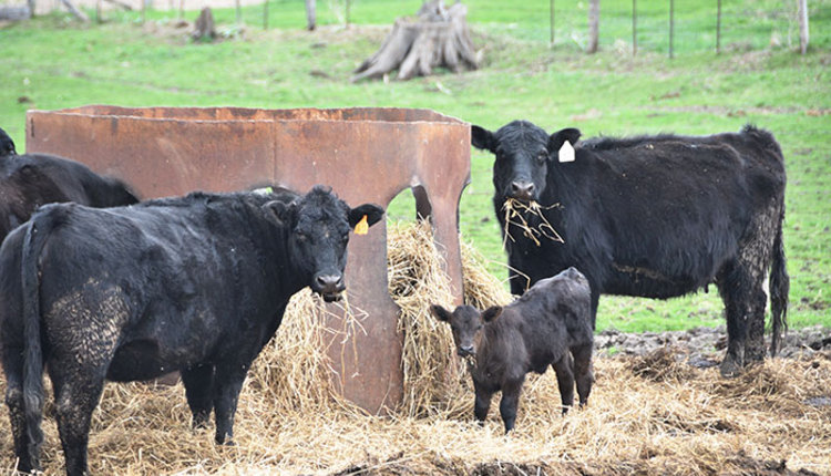 Minimize Pasture Damage From Winter Feeding Hay And Forage Magazine