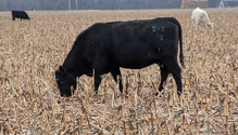 3-Cornstalks_Web