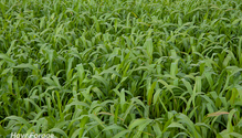 3-CoverCrops_Web