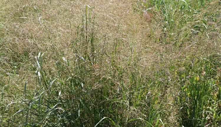 Plan now for native grasses | Hay and Forage Magazine