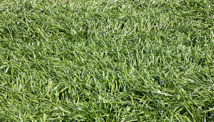 Ploidy level distinguishes annual ryegrasses | Hay and Forage Magazine