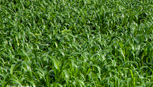 3Sudangrass_web