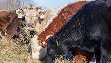 3WinterHay_web