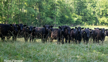 3_ForageHeifers_Web