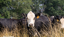 3_HotFescue_Web